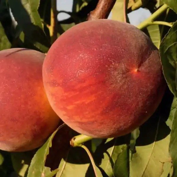 Őszibarack