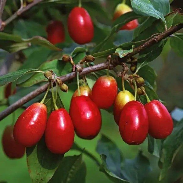 Som