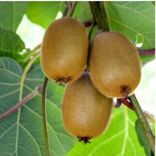 Kiwi